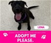 adoptable Dog in saginaw, MI named LENA
