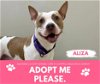 adoptable Dog in saginaw, MI named ALIZA