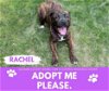 adoptable Dog in  named RACHEL