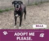adoptable Dog in saginaw, MI named BELLA