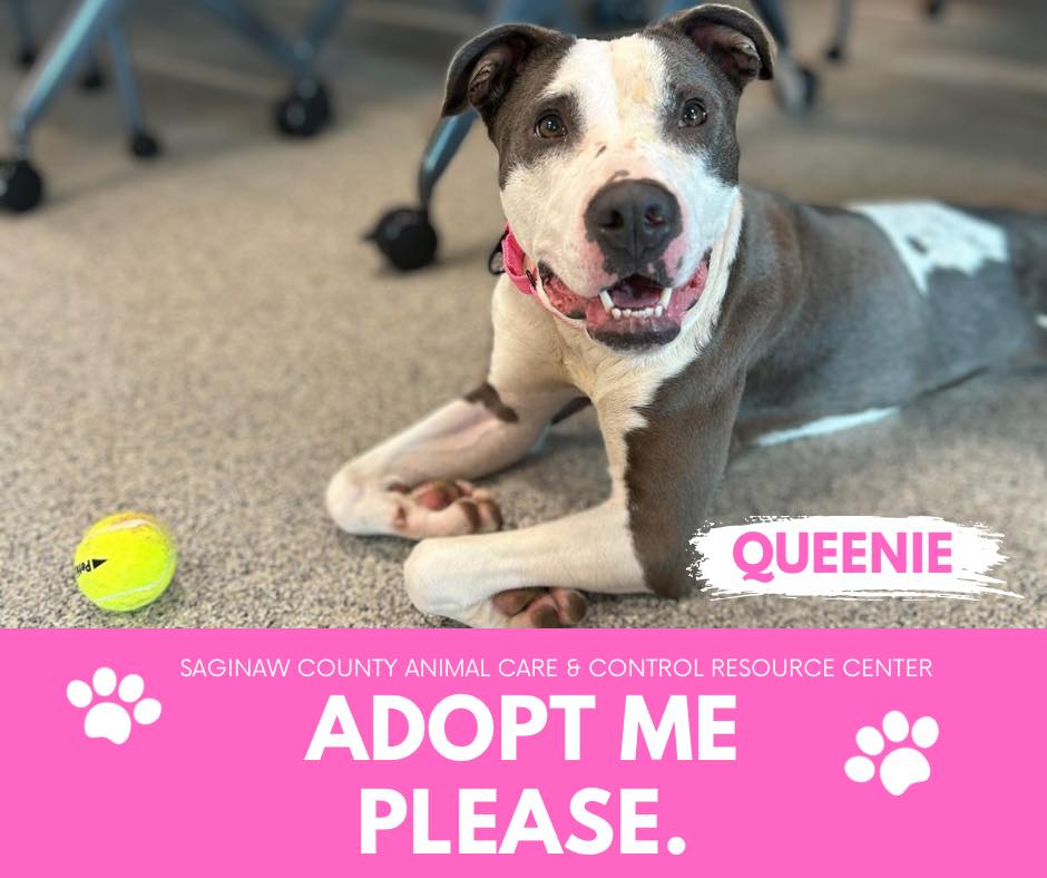 adoptable Dog in Saginaw, MI named QUEENIE