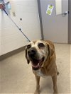adoptable Dog in  named KIRBY