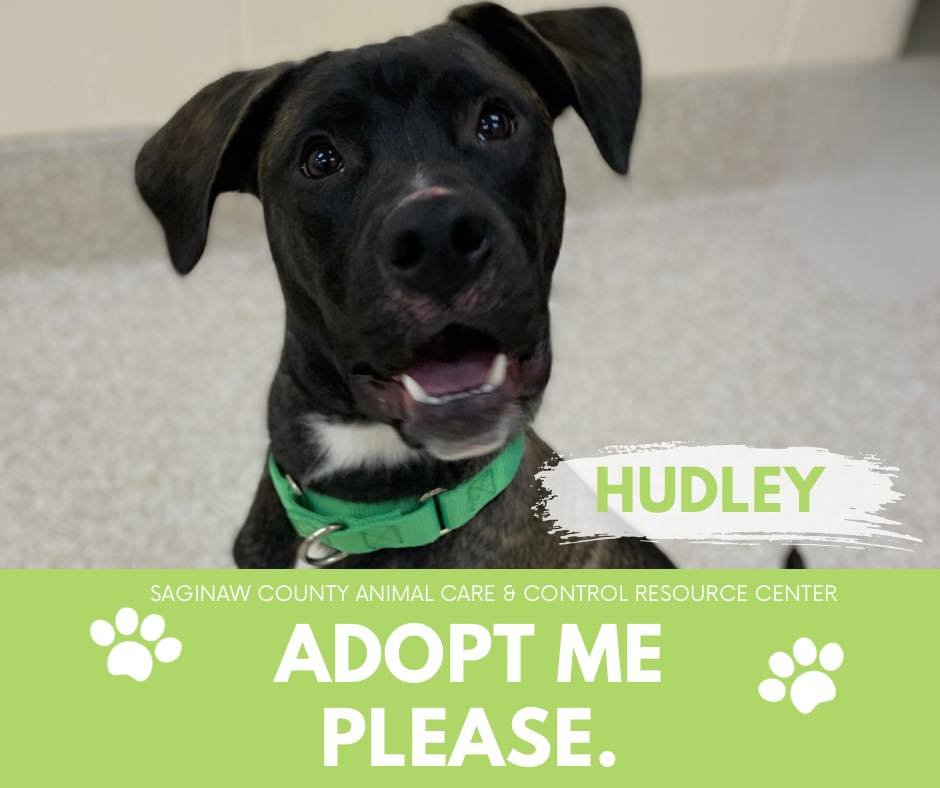 adoptable Dog in Saginaw, MI named HUDLEY