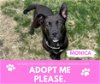 adoptable Dog in , MI named MONICA
