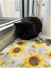 adoptable Cat in  named BISON