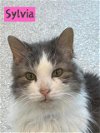 adoptable Cat in  named SYLVIA