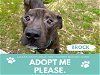 adoptable Dog in  named BROCK