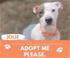 adoptable Dog in  named JOLIE