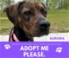 adoptable Dog in  named AURORA