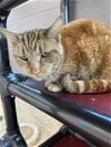 adoptable Cat in saginaw, MI named BEATRIX