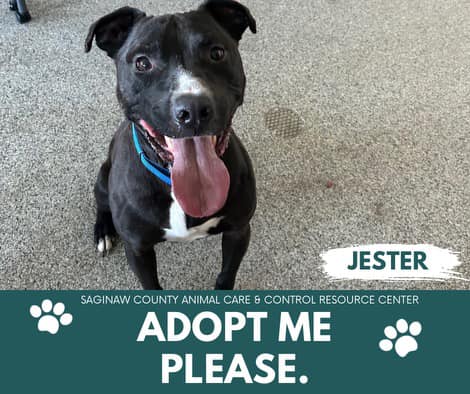 adoptable Dog in Saginaw, MI named JESTER