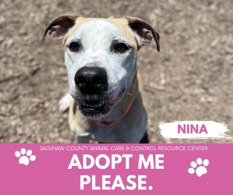 adoptable Dog in Saginaw, MI named NINA