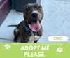 adoptable Dog in , MI named ZINC