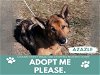 adoptable Dog in saginaw, MI named AZAZLE