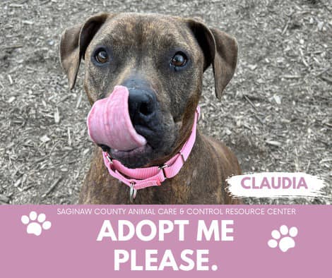 adoptable Dog in Saginaw, MI named CLAUDIA