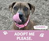 adoptable Dog in Saginaw, MI named CLAUDIA