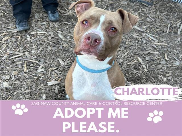 adoptable Dog in Saginaw, MI named CHARLOTTE