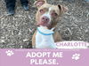 adoptable Dog in Saginaw, MI named CHARLOTTE