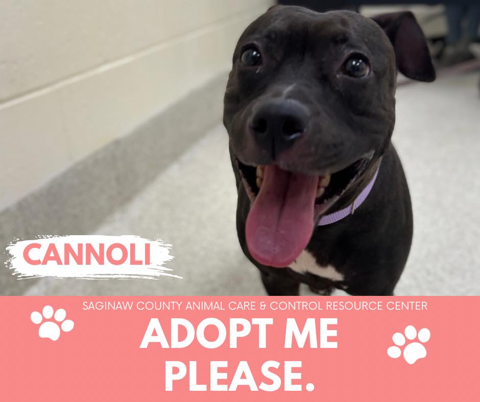 adoptable Dog in Saginaw, MI named CANNOLI