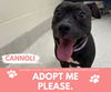 adoptable Dog in , MI named CANNOLI