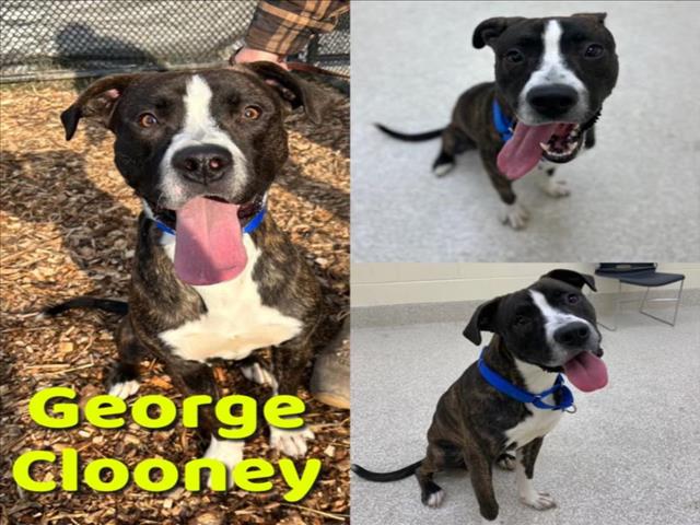 adoptable Dog in Saginaw, MI named GEORGE CLOONEY