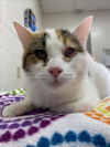 adoptable Cat in Saginaw, MI named PASTEL