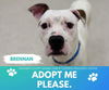 adoptable Dog in Saginaw, MI named BRENNAN