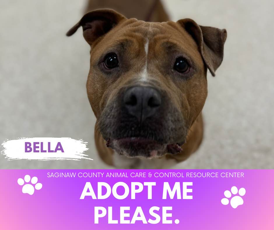 adoptable Dog in Saginaw, MI named BELLA