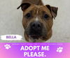 adoptable Dog in , MI named BELLA