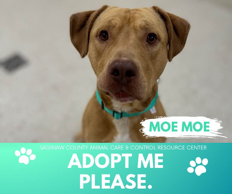 adoptable Dog in Saginaw, MI named MOE MOE