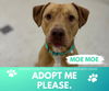 adoptable Dog in , MI named MOE MOE