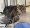 adoptable Cat in Saginaw, MI named SEYMORA