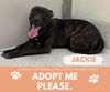 adoptable Dog in Saginaw, MI named JACKIE