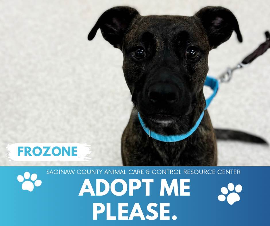 adoptable Dog in Saginaw, MI named FROZONE