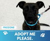 adoptable Dog in , MI named FROZONE