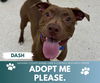 adoptable Dog in , MI named DASH