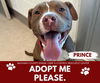 adoptable Dog in Saginaw, MI named PRINCE