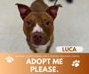 adoptable Dog in Saginaw, MI named LUCA