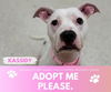 adoptable Dog in Saginaw, MI named KASSIDY