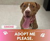 adoptable Dog in Saginaw, MI named SIMONE