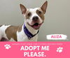 adoptable Dog in Saginaw, MI named ALIZA