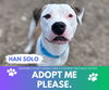 adoptable Dog in Saginaw, MI named HAN SOLO