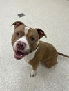 adoptable Dog in Saginaw, MI named MONGO