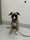 adoptable Dog in Saginaw, MI named MARTY