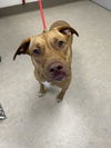 adoptable Dog in Saginaw, MI named CANDICE