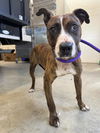 adoptable Dog in Saginaw, MI named BRENDA