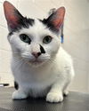 adoptable Cat in Saginaw, MI named ZURI