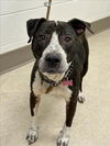 adoptable Dog in , MI named MIA