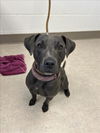 adoptable Dog in , MI named JUDY