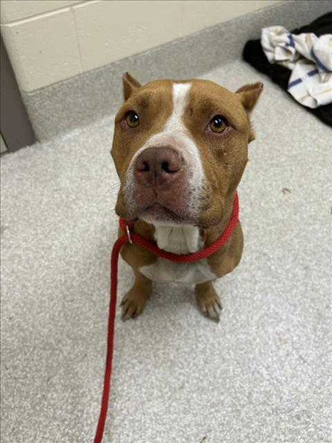 adoptable Dog in Saginaw, MI named SHAUN MICHAELS